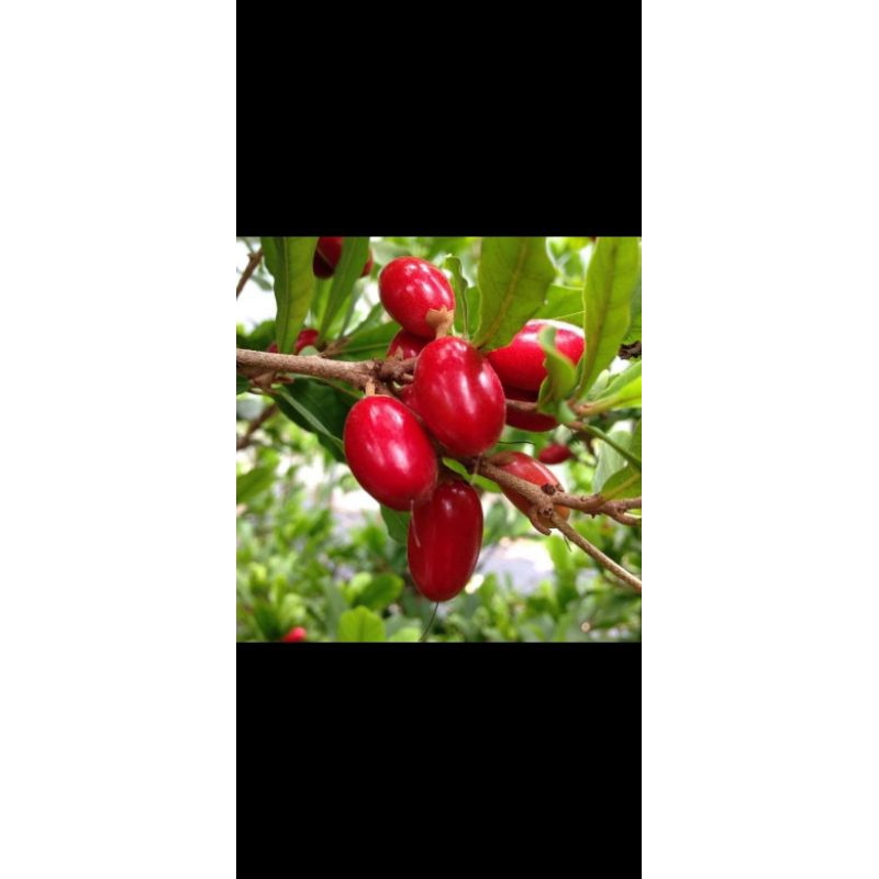 Miracle fruit berbunga/berbuah