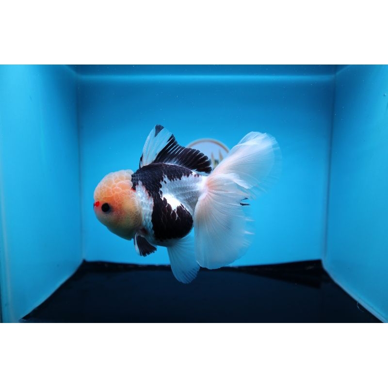 Ikan Mas Koki Oranda Panda Rose Tail Jumbo Size 14 cm. h5