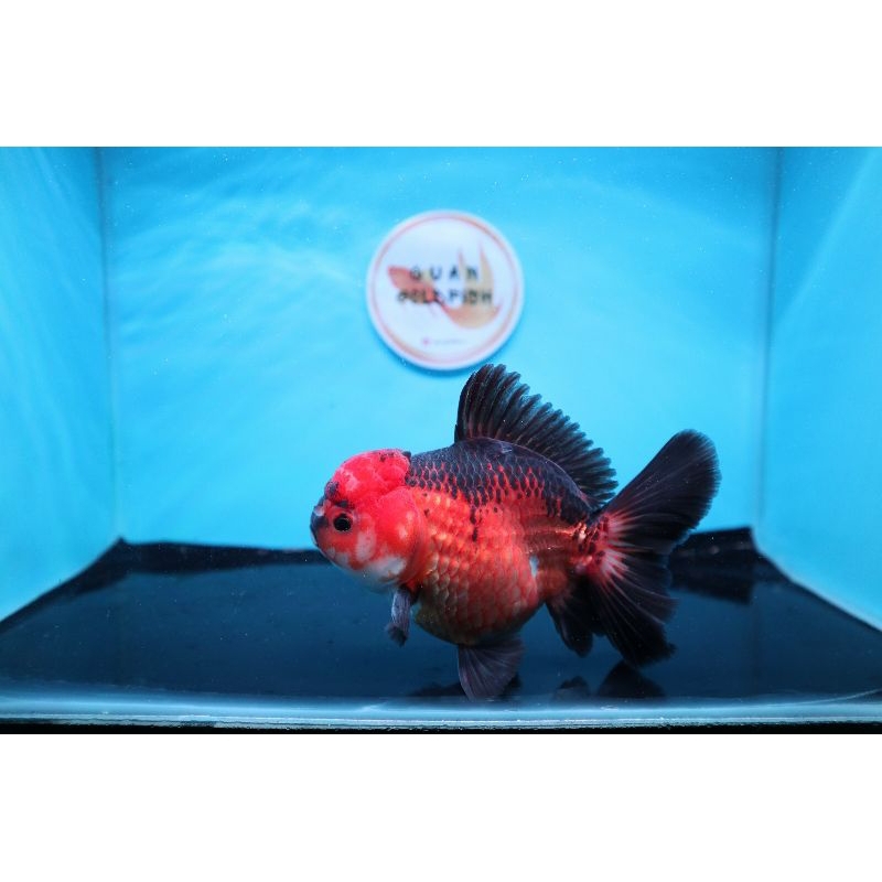 Ikan Mas Koki Oranda Black Gold Rose Tail Size 12 cm. h11