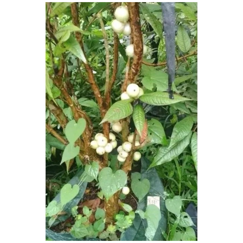 Indukan Anggur Pohon Brazil White jabo