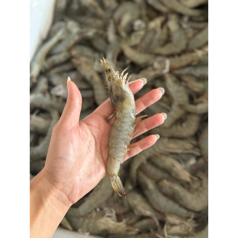 

Udang Vaname sz 40-50