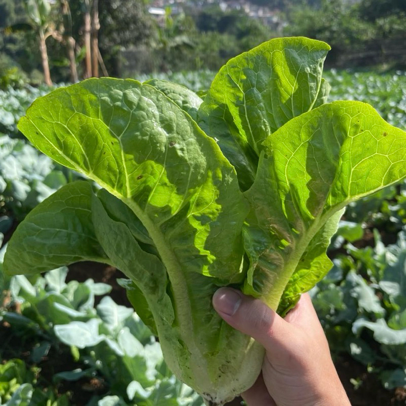 

Romaine Segar 250 Gram