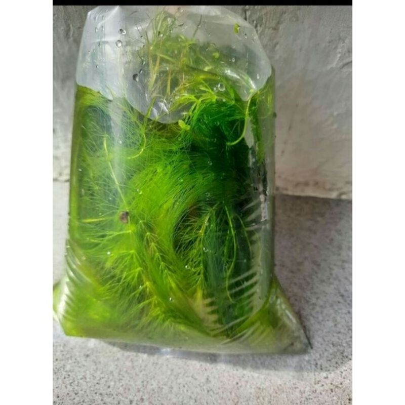 ekor tupai ganggang air