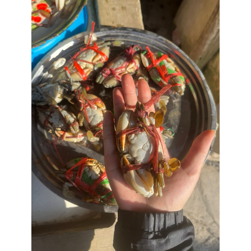 

KEPITING HIDUP KEPITING KECIL KEPITING KROYO KEPITING ROYO HIDUP SIZE 10-12 PERKG