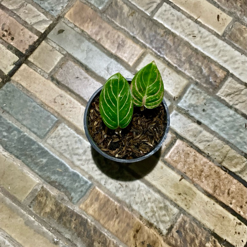 Aglaonema Asri Merah Rumpun dua