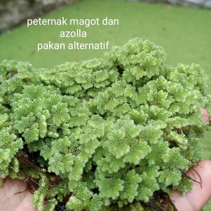 AZOLLA SUPER BIBIT AZOLLA 1KG