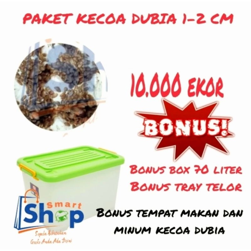 Paketan Kecoa Dubia 1-2cm 10.000 Ekor / Pakan Reptil / Pakan Predator / Arwana / Tokek / Gecko