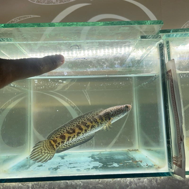 Auranti India 4-10cm single tank Free STIKER ACI