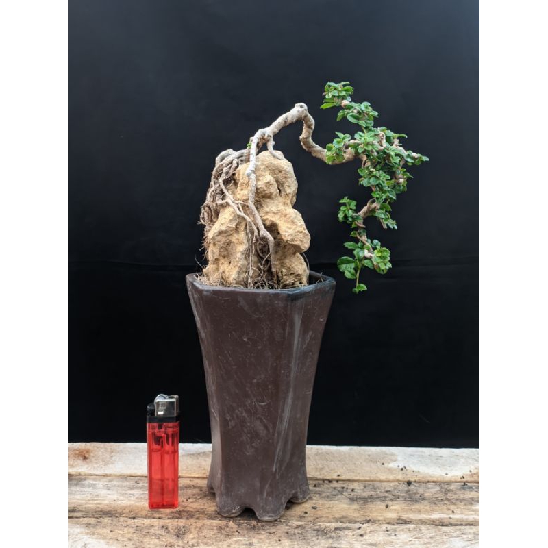 Bonsai Hokianti / Hokiantea Mame pot keramik