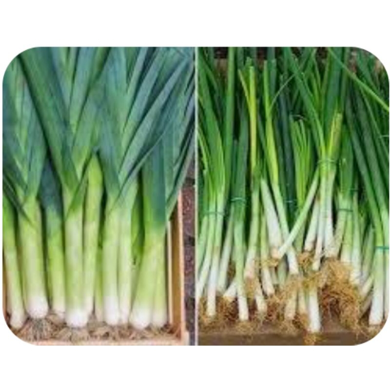 

DAUN BAWANG(BAMPREY ) /Pasar Makassar