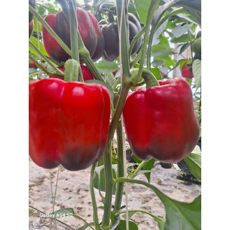 

paprika fres merah kuning hijau