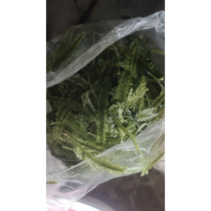 

Sea grapes / lawi lawi / Anggur laut / latoh 300gr sudah ready ya kakak