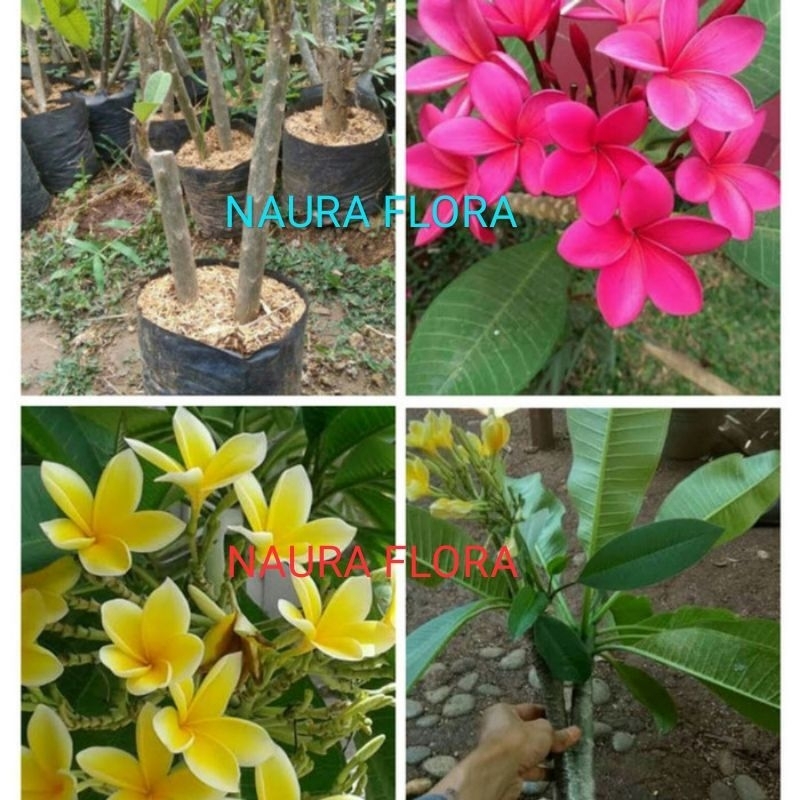 Paket 2 Kamboja bali bunga merah/kuning - tanaman hias bunga Kamboja Bali