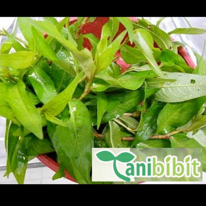 

Sale sale Daun Kesum Segar 1gram Daun Kari Segar