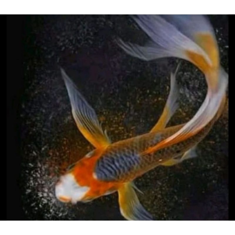 koi slayer kumpay 20-25cm