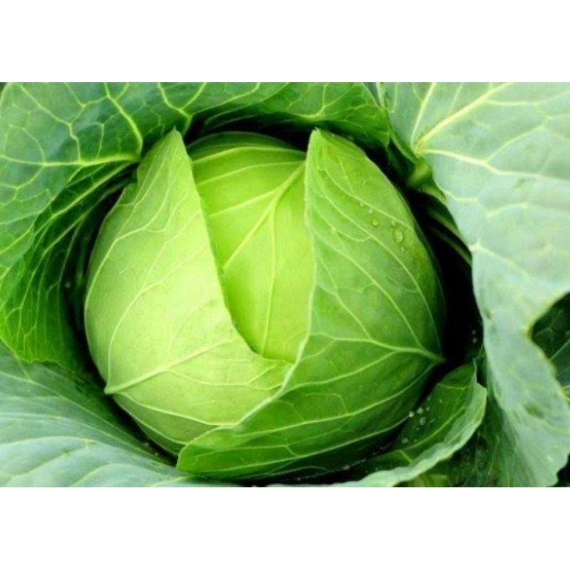 

Sayur Kubis atau Kol premium (Brassica oleracea) 300gr
