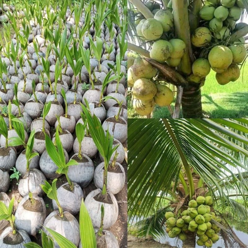 Bibit Kelapa Buah Besar, Bibit Kelapa Entok Genjah, Bibit Kelapa Entok Bersertifikat