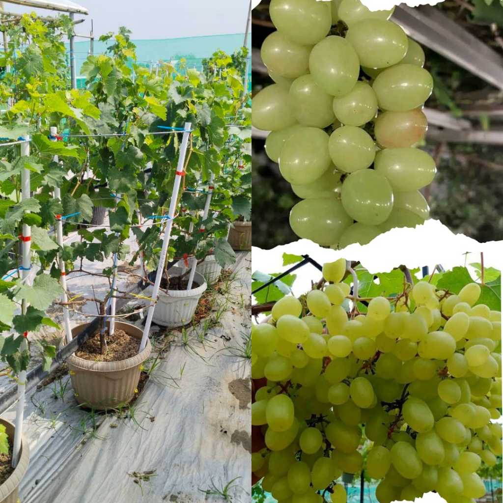 Pohon Anggur Hitam, Pohon Anggur Merah, Pohon Anggur Merah Besar