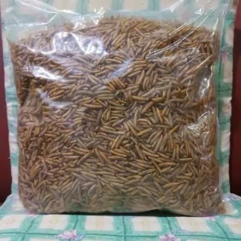 pakan ikan predator maggot bsf 1kg