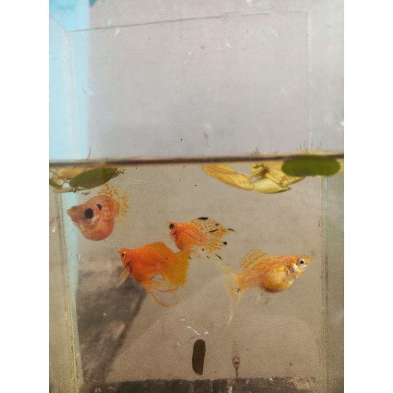 Golden Molly Cawang