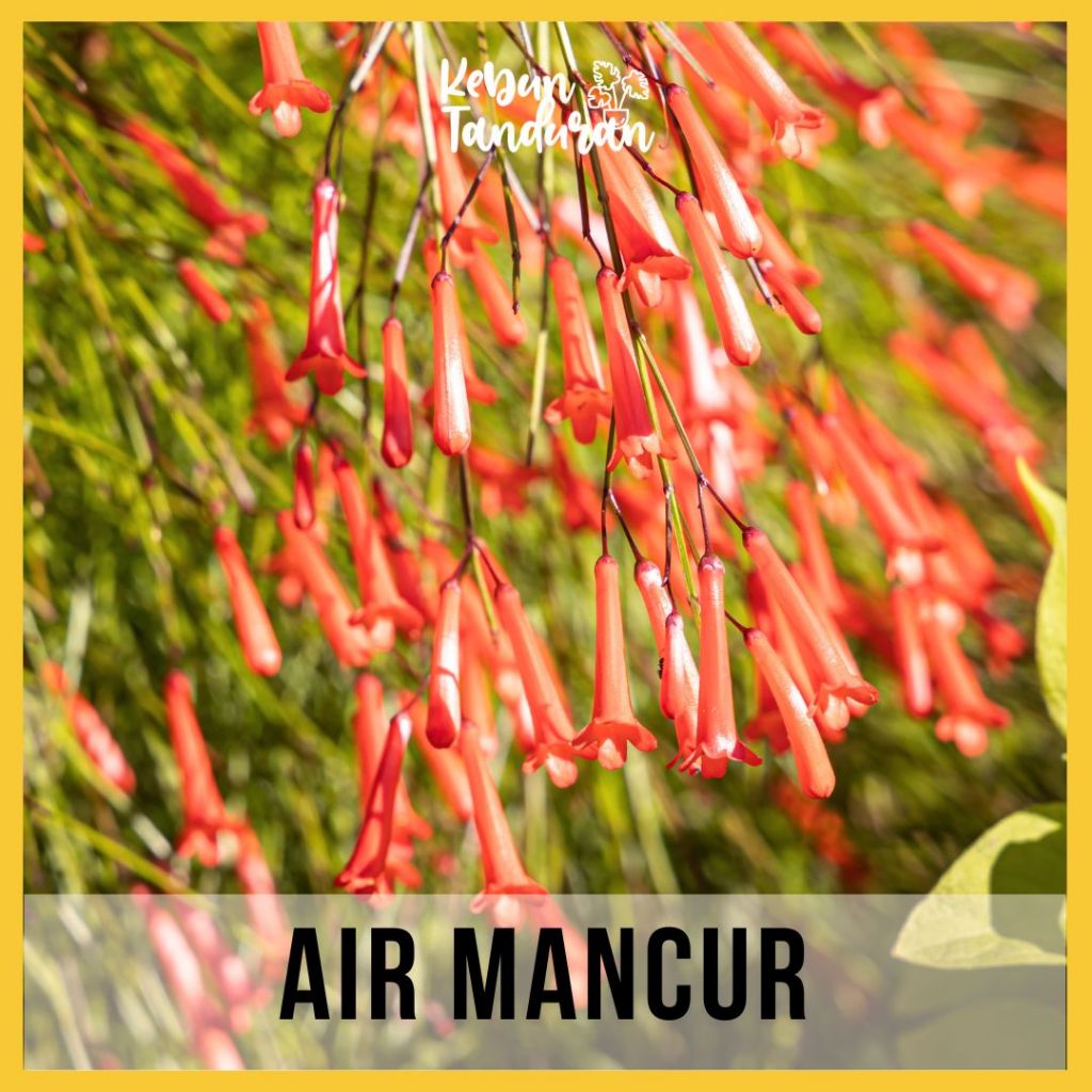 Tanaman Hias Taman Bunga Air Mancur Merah Hidup/ Tanaman Hias Menjuntai Bunga Air Mancur
