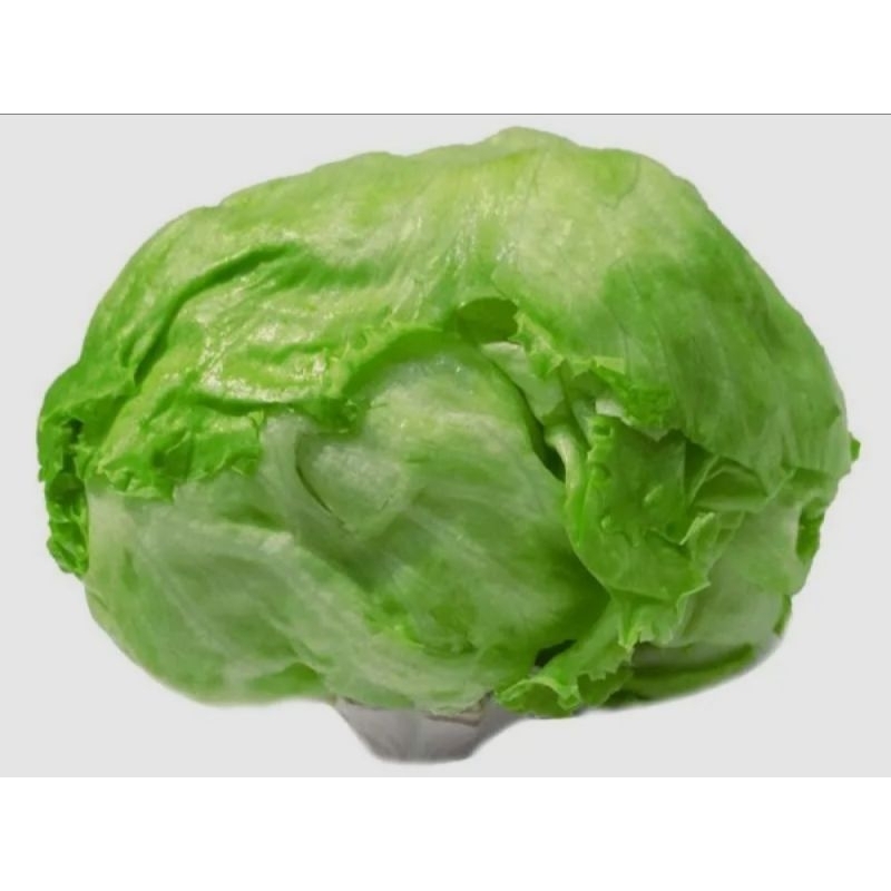 

LETUCE 10RB/KG, DENGAN WRAP 15RB/KG