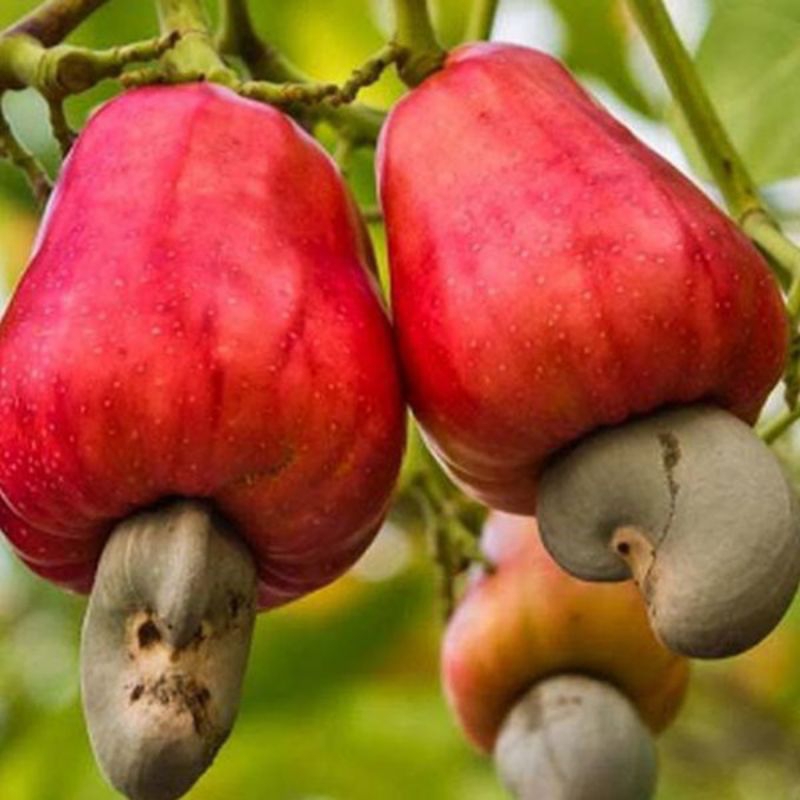 

buah jambu/mente segar ada order baru metik.1/2kg..stoknya mulai langka
