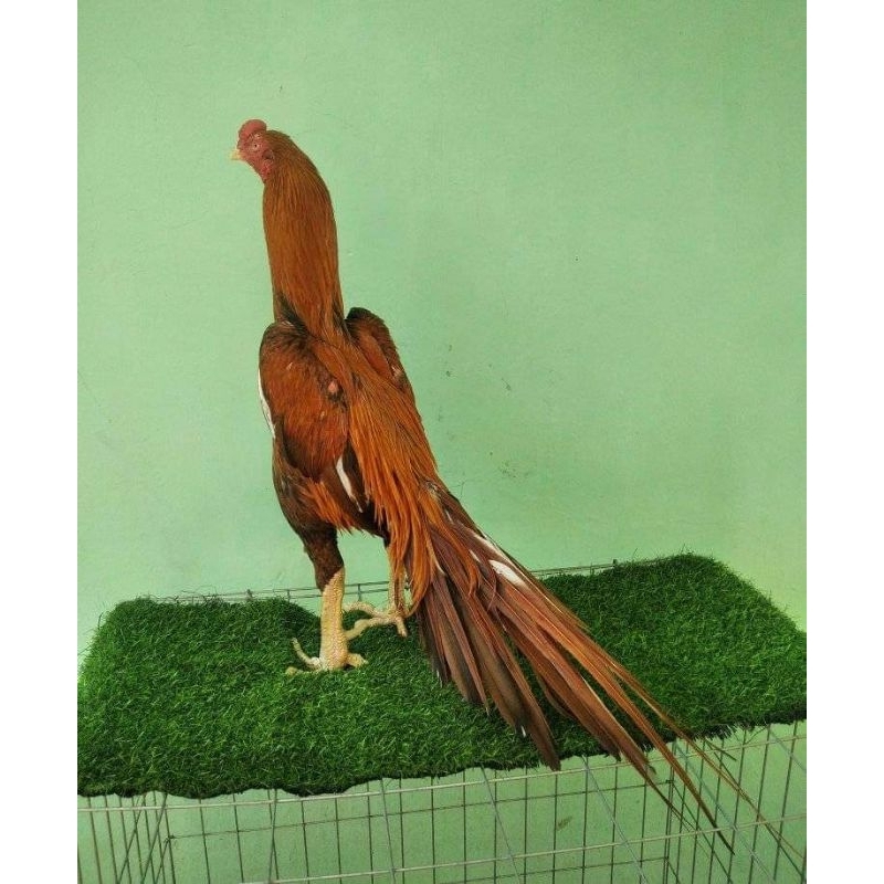 

Telur vertil ayam bangkok ekor lidi terbaik