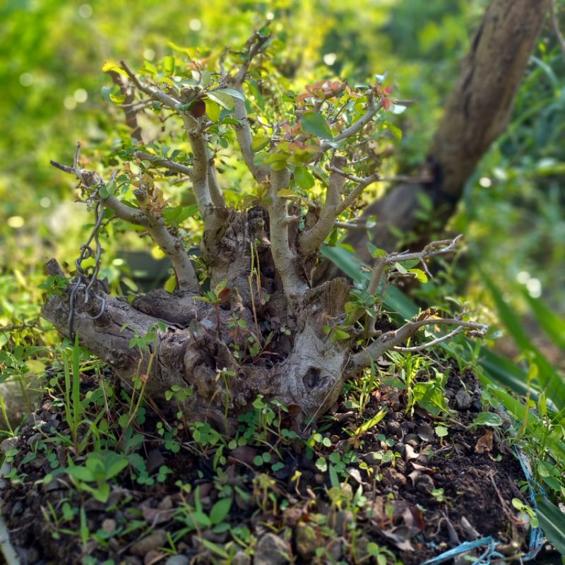 Bonsai Rukem grouping