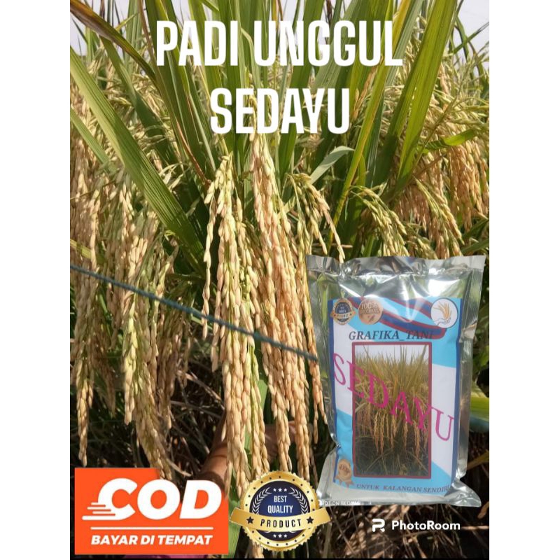 Benih bibit padi sedayu kemasan 1kg padi anakan super banyak bobot mantap