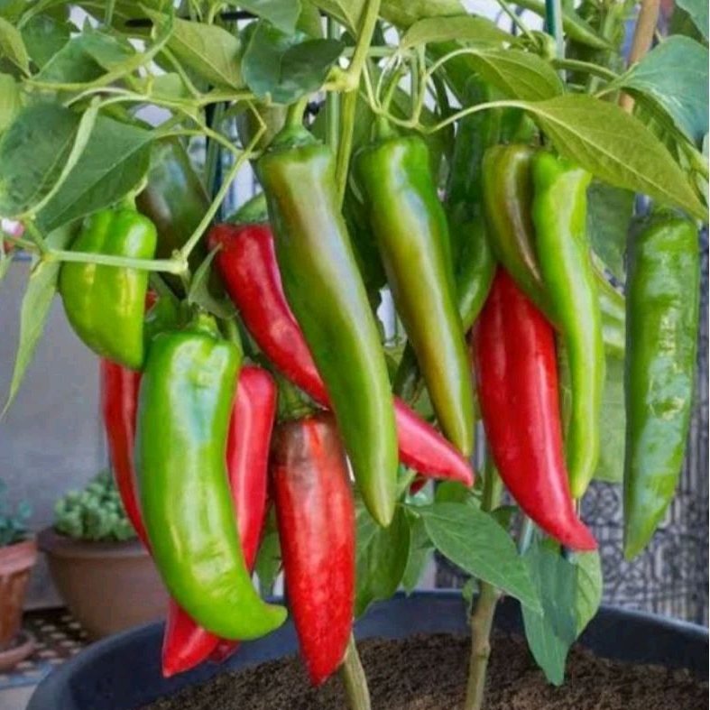 2 Bibit/benih biji cabe jumbo sweet italian red cabai raksasa italian merah
