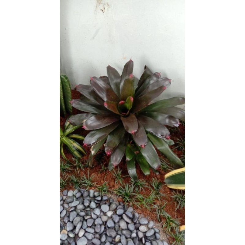 Tanaman bromelia mawar size jumbo