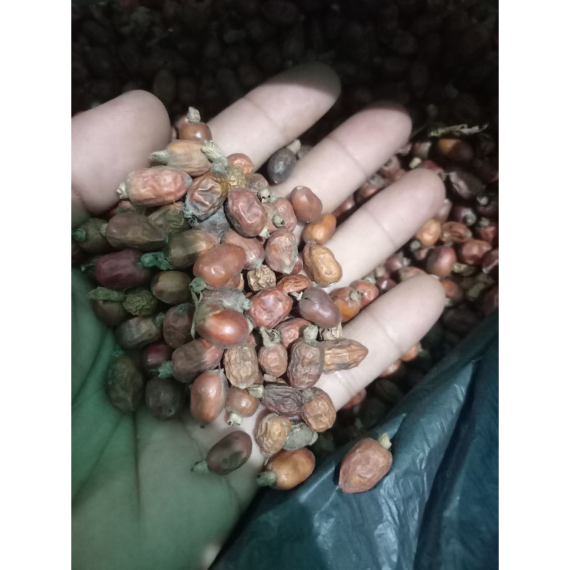 

Biji Lengkoas/biji laja / buah lengkoas. 1KG