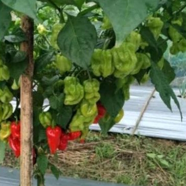 4 Bibit benih biji cabe katokkon toraja merah cabai katokkon extra pedas