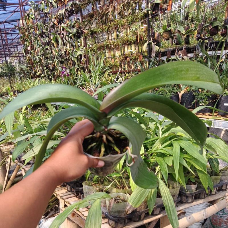 Anggrek Bulan Novelty Jumbo Premium