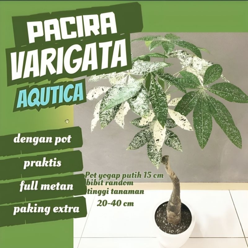 PACIRA VARIGATA TANAMAN HIAS PACIRA TANAMAN HIAS HIDUP WARNA BERVARIASI BAGUS UNUTK HIASAN TAMAN DAN