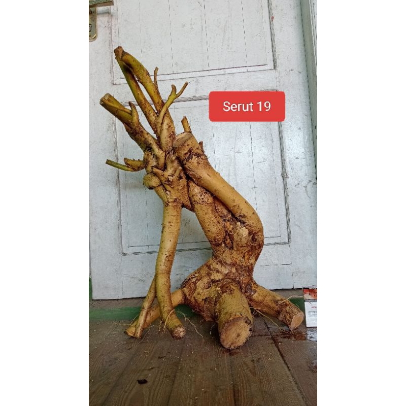 Bahan Bonsai Serut Dongkelan Berkarakter Size XL