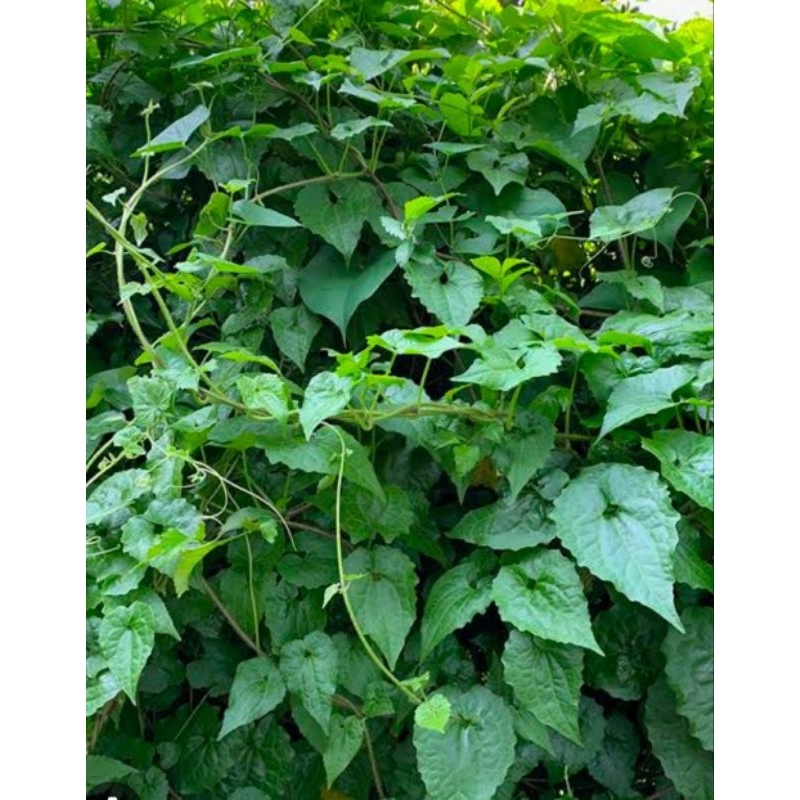 

Daun Sembung Rambat Segar 500 Gram Obat Herbal Tradisional Termurah