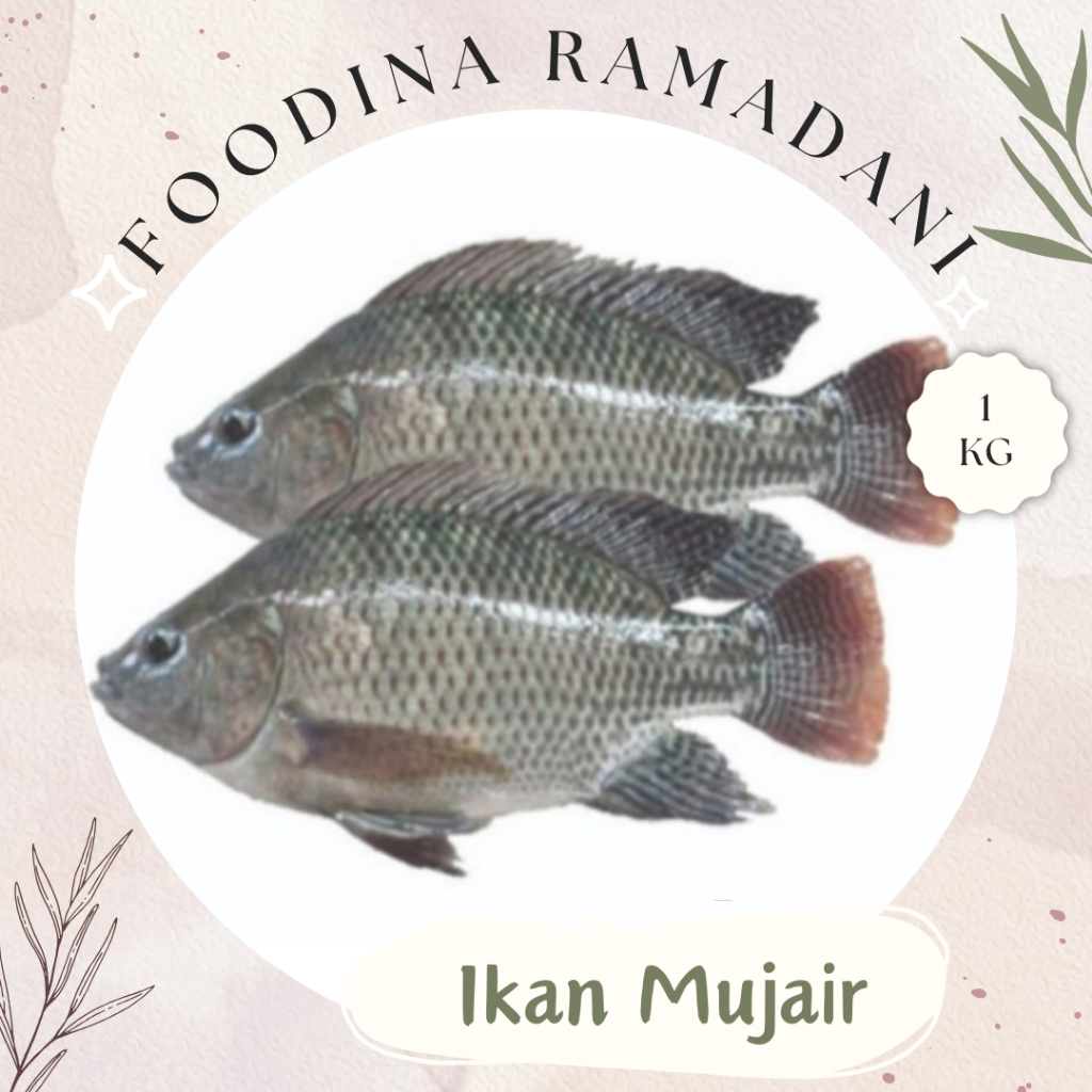 

IKAN MUJAIR Mujaer - Tilapia Fish Fresh [ Berat 1.000gr ] Harga Per KG