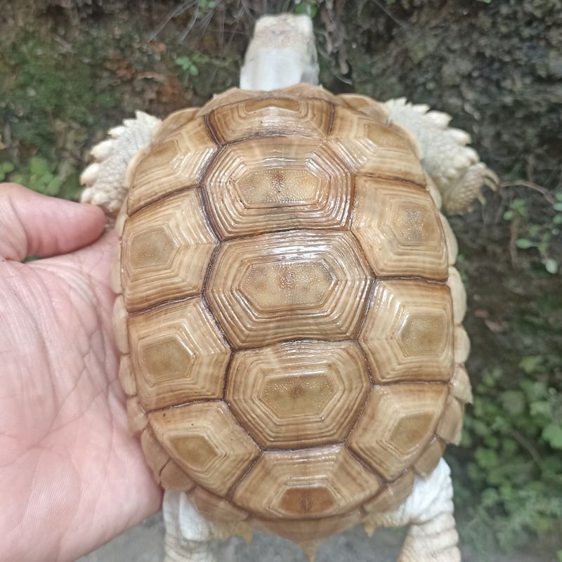 Sulcata Ivory KW Thinline Dotless Cakil size 13cm