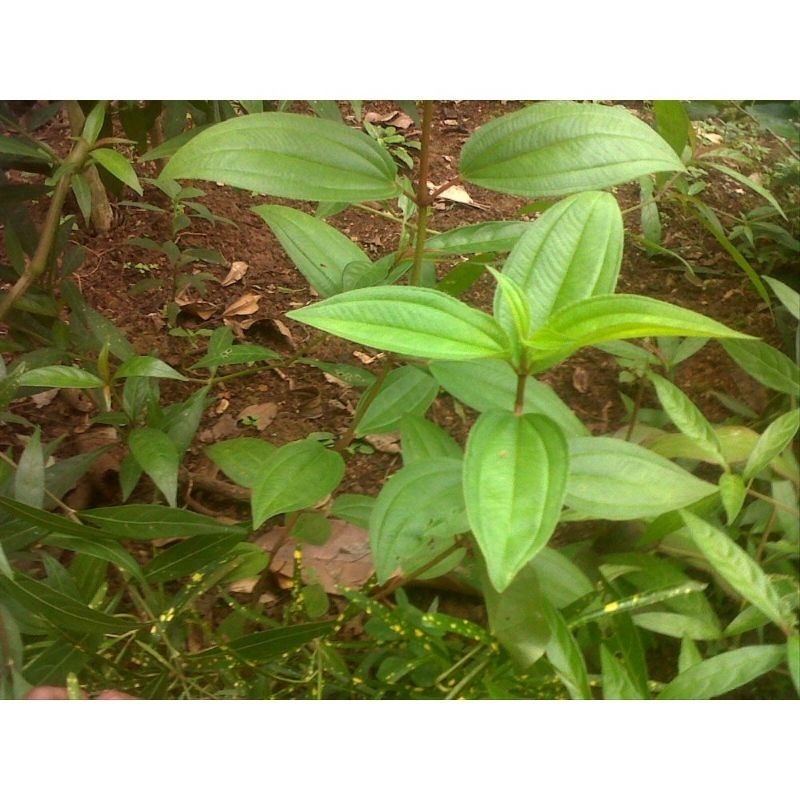 

daun senggani murah fresh 1kg