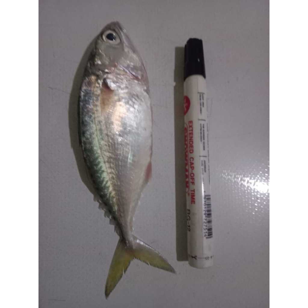 

Ikan Kembung Cewek / Ikan Kembung Gepeng Fresh Frozen 1Kg