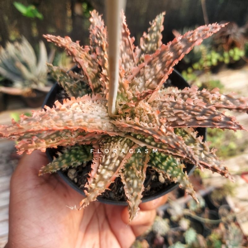 Aloe TCT Hybrid 01