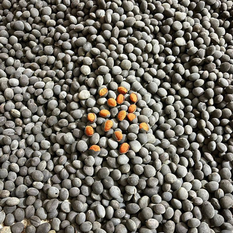 

Buah Ranji / Keranji / Kranji 1 Kg