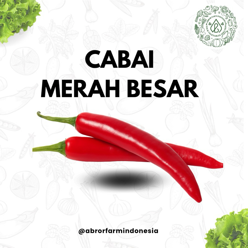 

Cabai Merah Besar