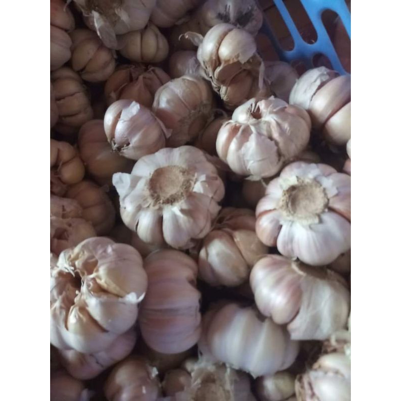 

bawang putih