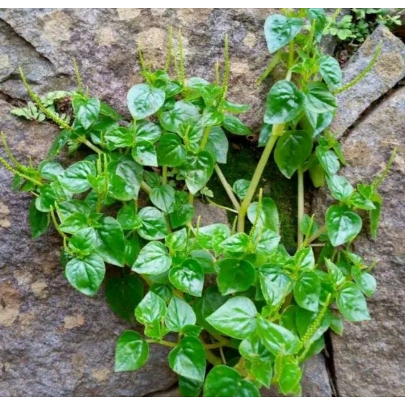 

DAUN SIRIH CINA SEGAR LANGSUNG DI PETIK DARI KEBUN