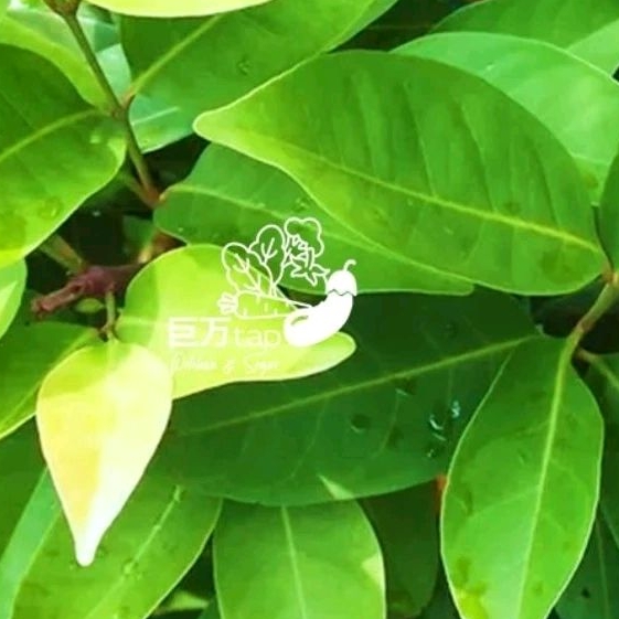 

DAUN SALAM SEGAR DAN HEMAT KYOMANTAP PER PACK