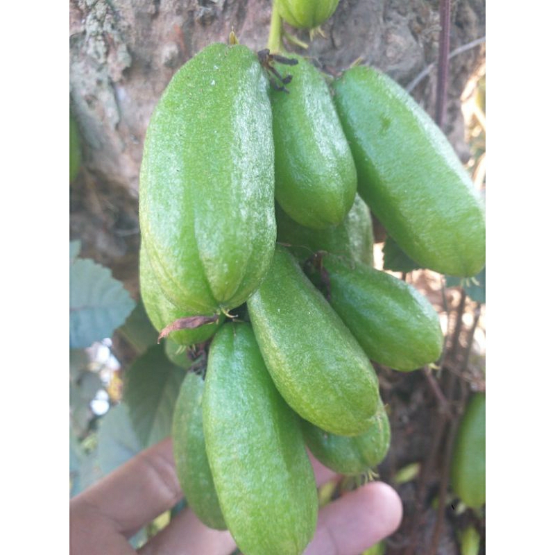 

buah belimbing wuluh