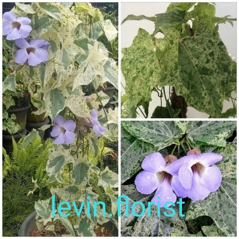 [BESAR] Thunbergia grandiflora variegated / varigata variegata thumbergia ungu bibit tanaman hias bu